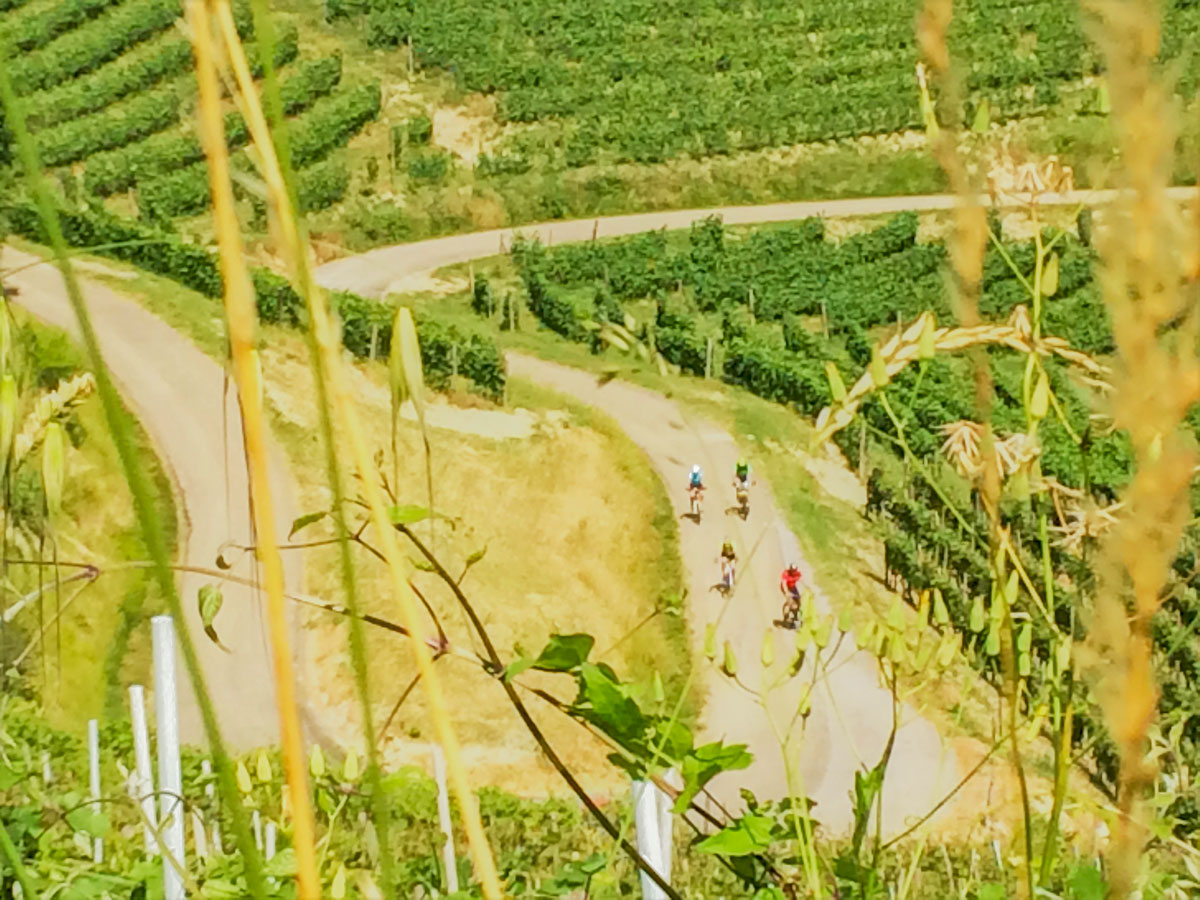 Biking through the expansive vineyards near Alba on self guided Biking in Piedmonte Tour