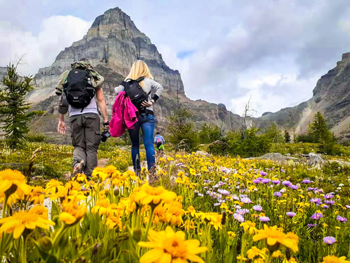 Blooming meadows in the Canadian Rocky Mountains