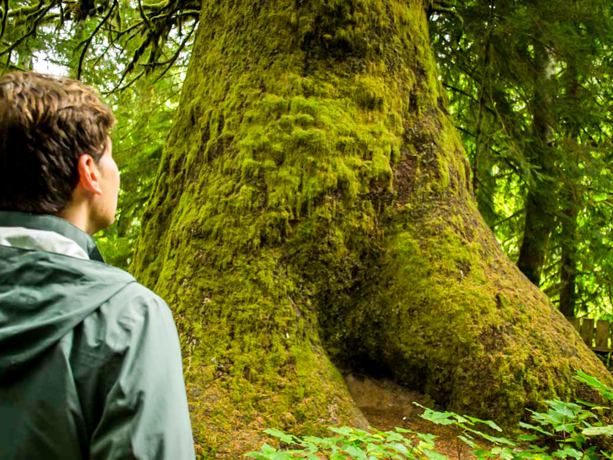 Visiting the Cathedral Grove on 8 day guided hiking and camping tour in Vancouver Island