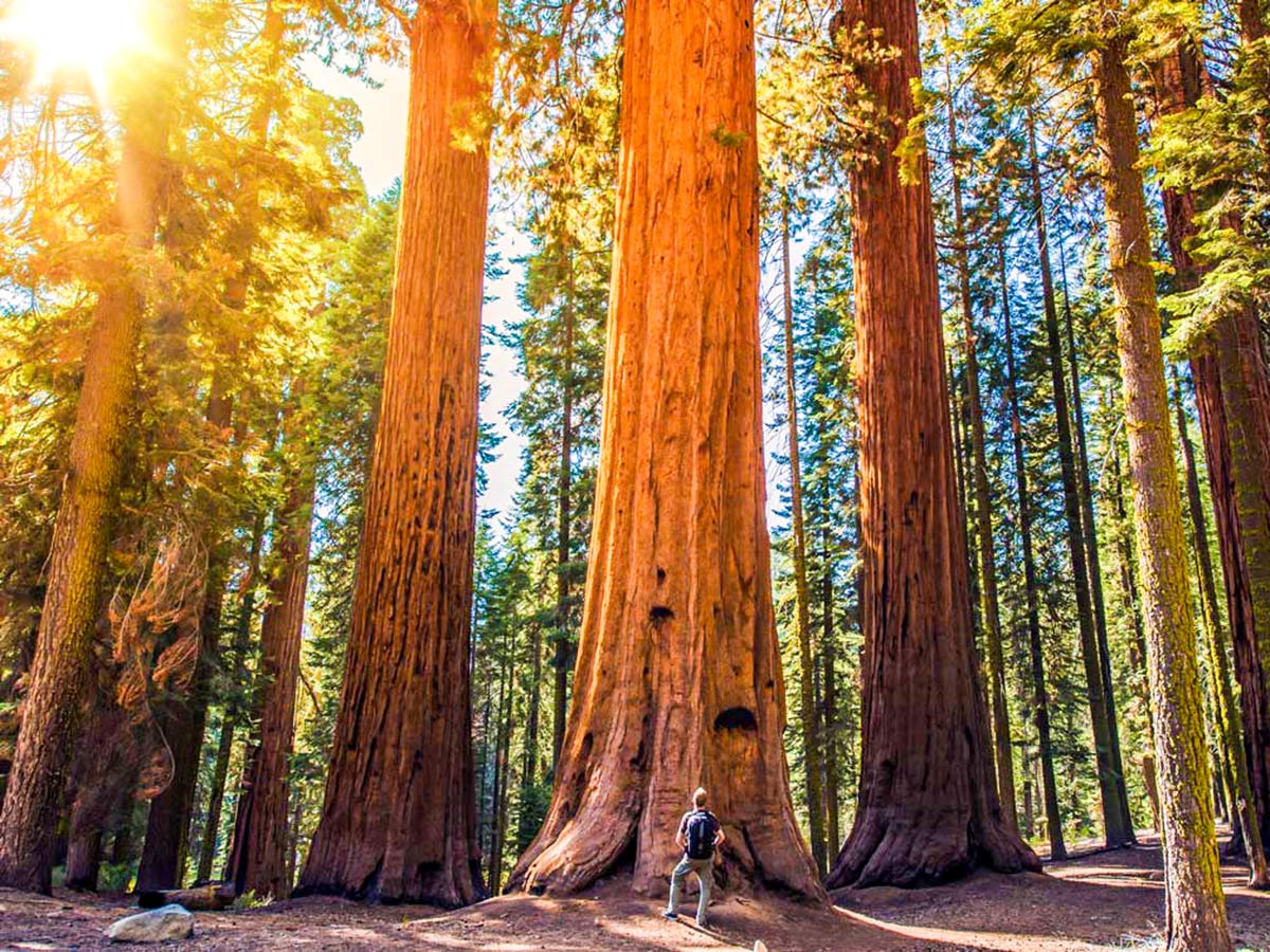 Huge trees in the Cathedral Grove visited on guided tour in Vancouver Island