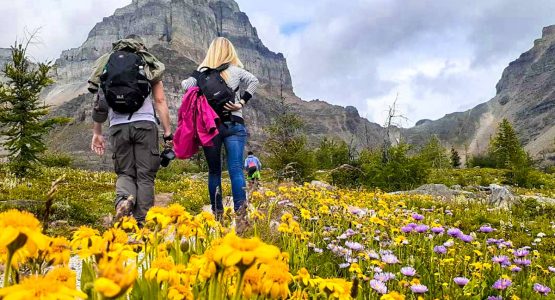 Blooming meadows in the Canadian Rocky Mountains