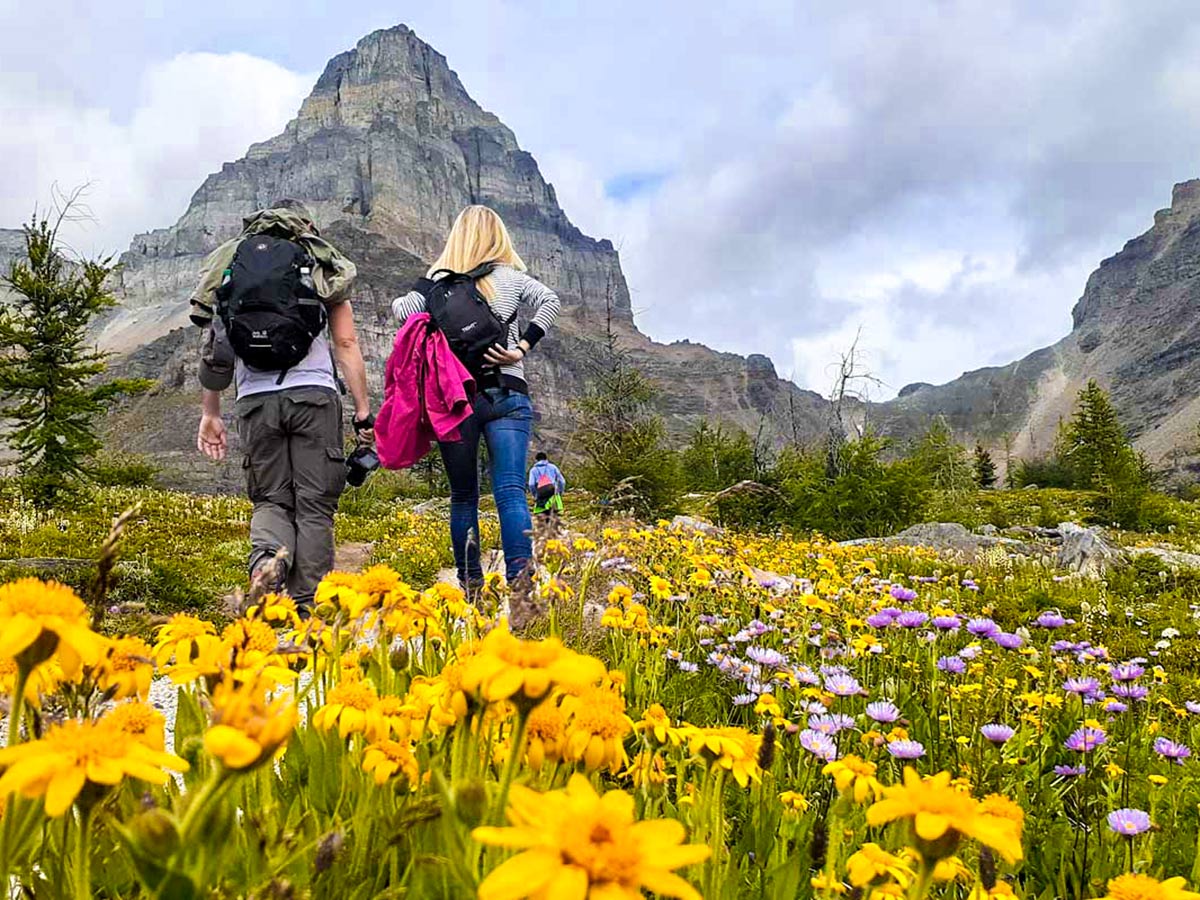 Blooming meadows in the Canadian Rocky Mountains