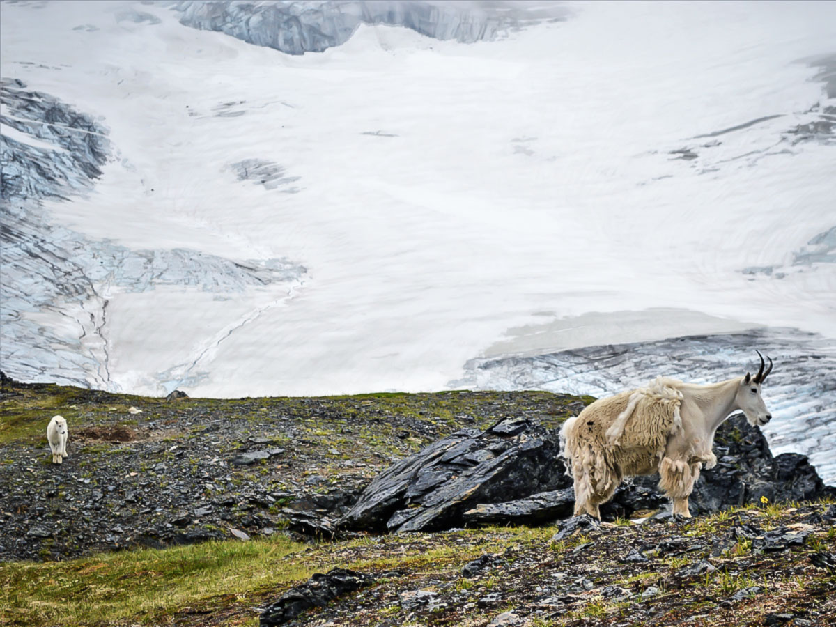 Mountain goats in front of the Harding Icefield in Alaska, seen on a guided hiking tour