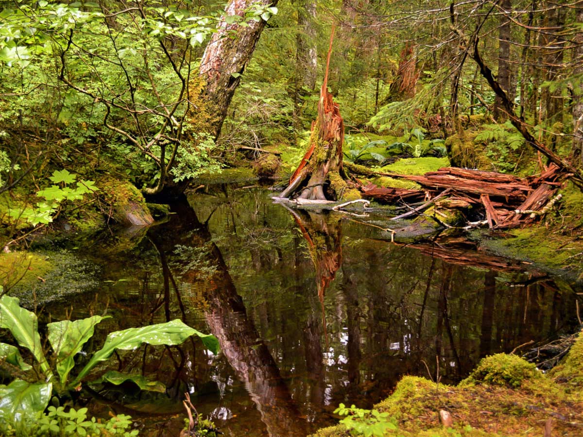 Alaska Kenai Discovery tour includes visiting numerous remote locations in Kenai Peninsula