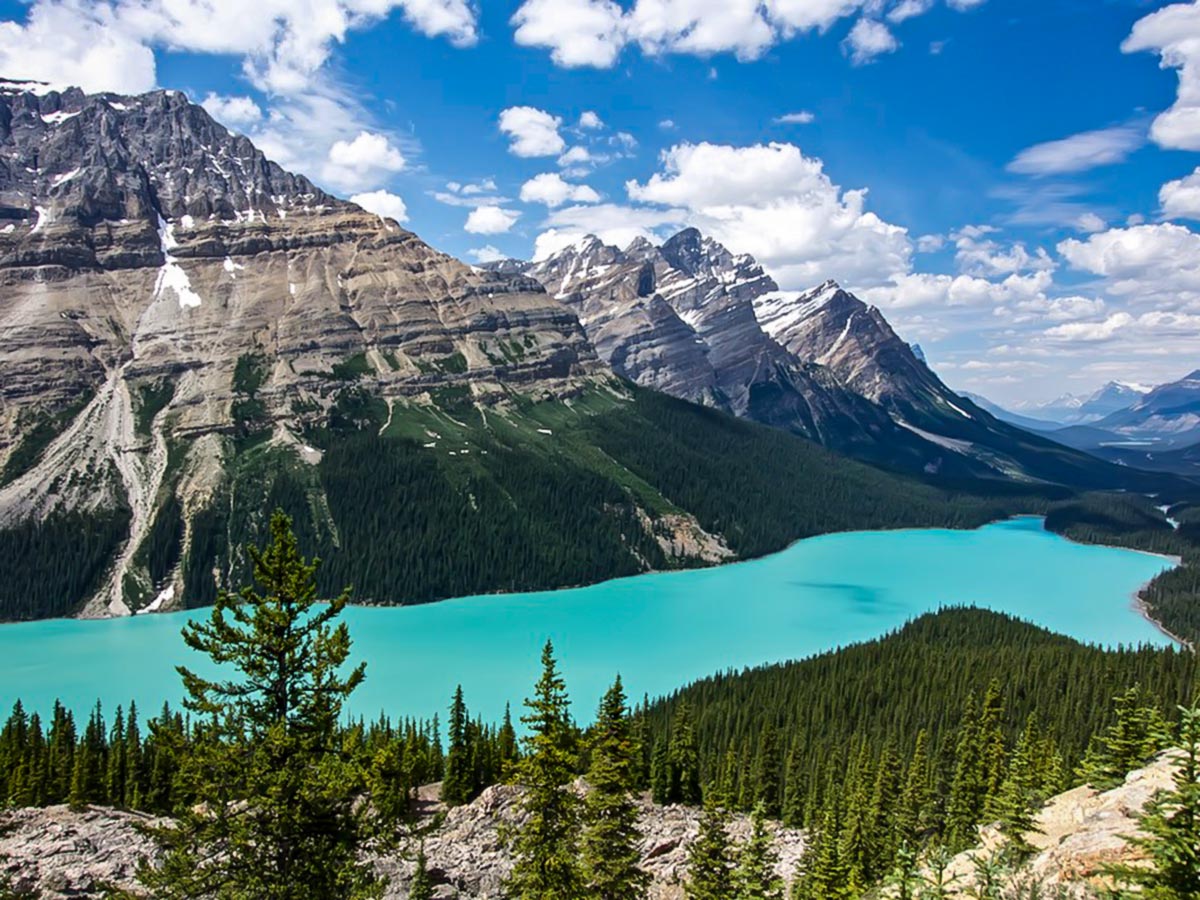 Guided tour from Rockies to Alaska includes visiting the beautiful Peyto Lake near Icefields Parkway