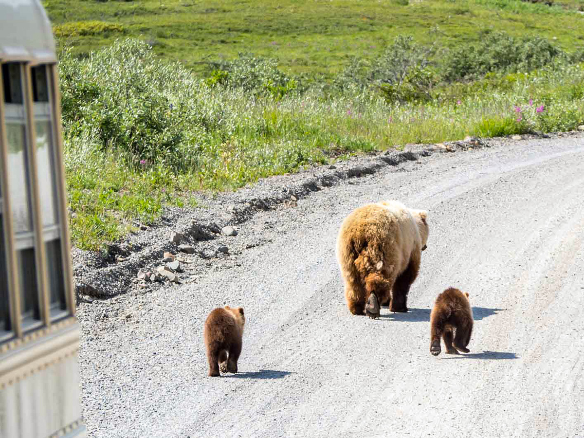 Momma bear with two cubs, met on a guided tour in Alaska and Yukon