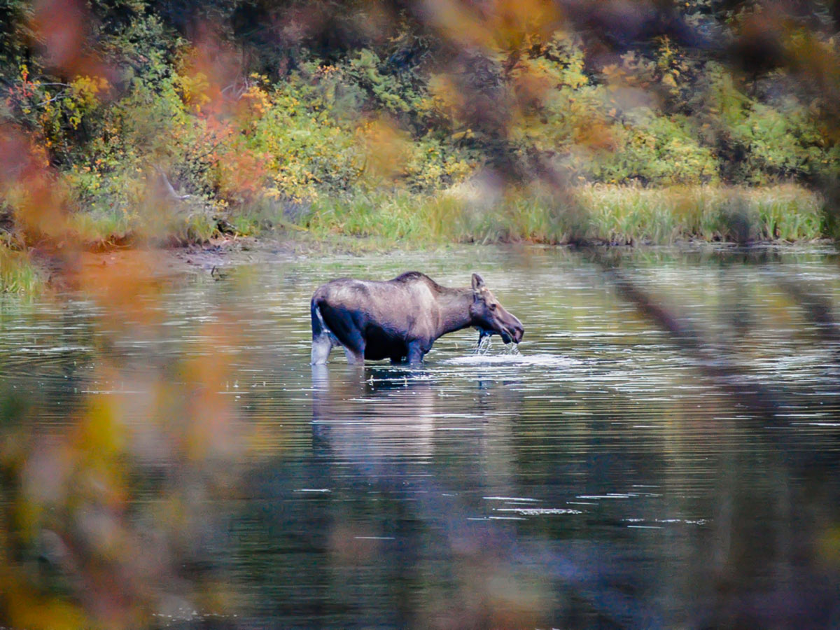 Moose met on a guided canoeing tour on the Big Salmon River in Yukon