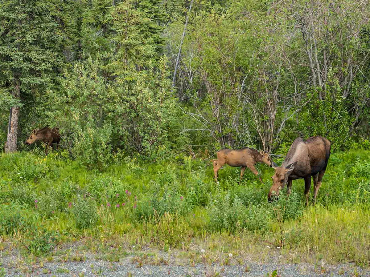 Moose with two calves seen on Yukon and Alaska Scenic Tour