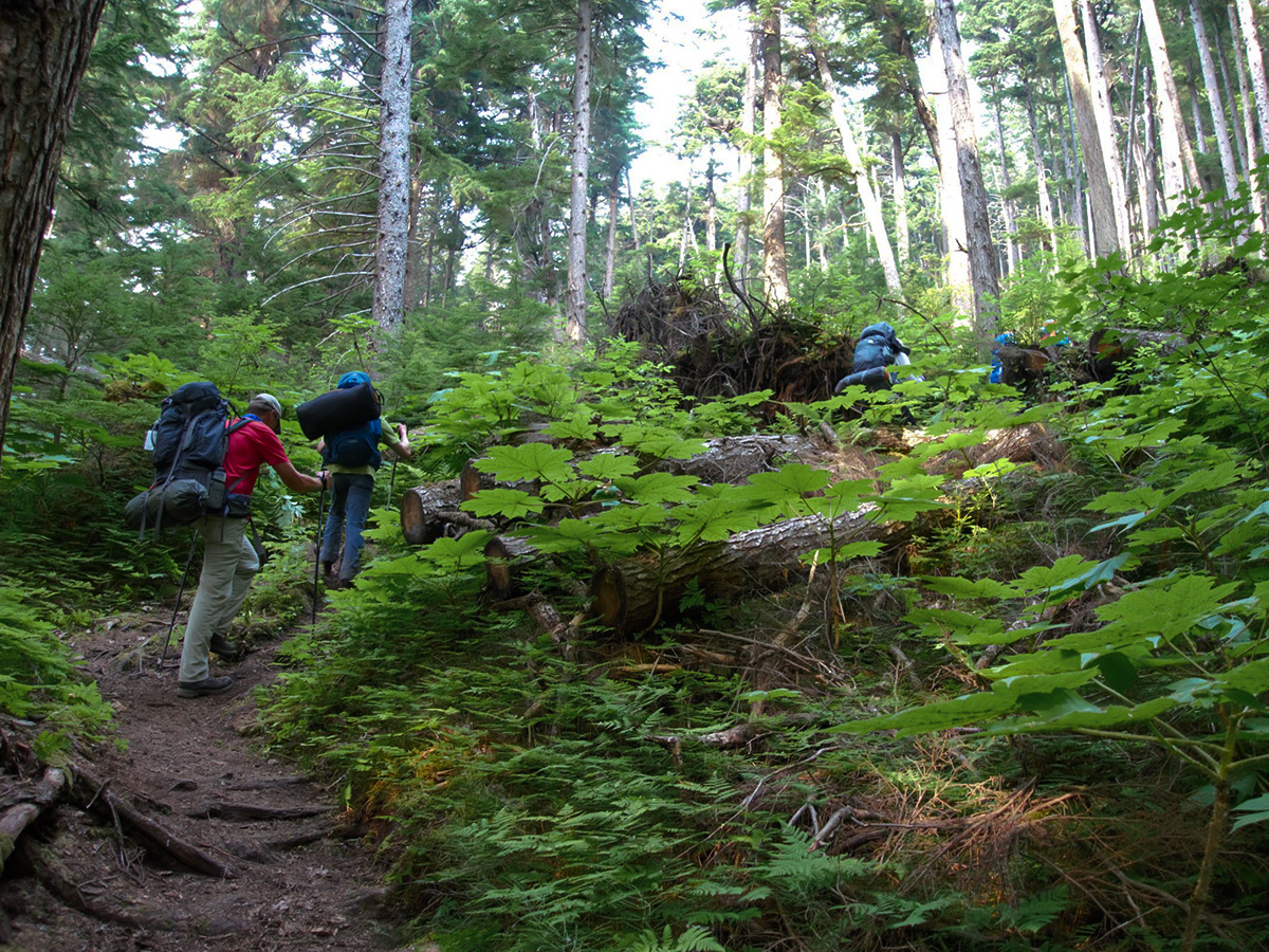 Chilkoot-Trail-path-through-the-rainforest.jpg