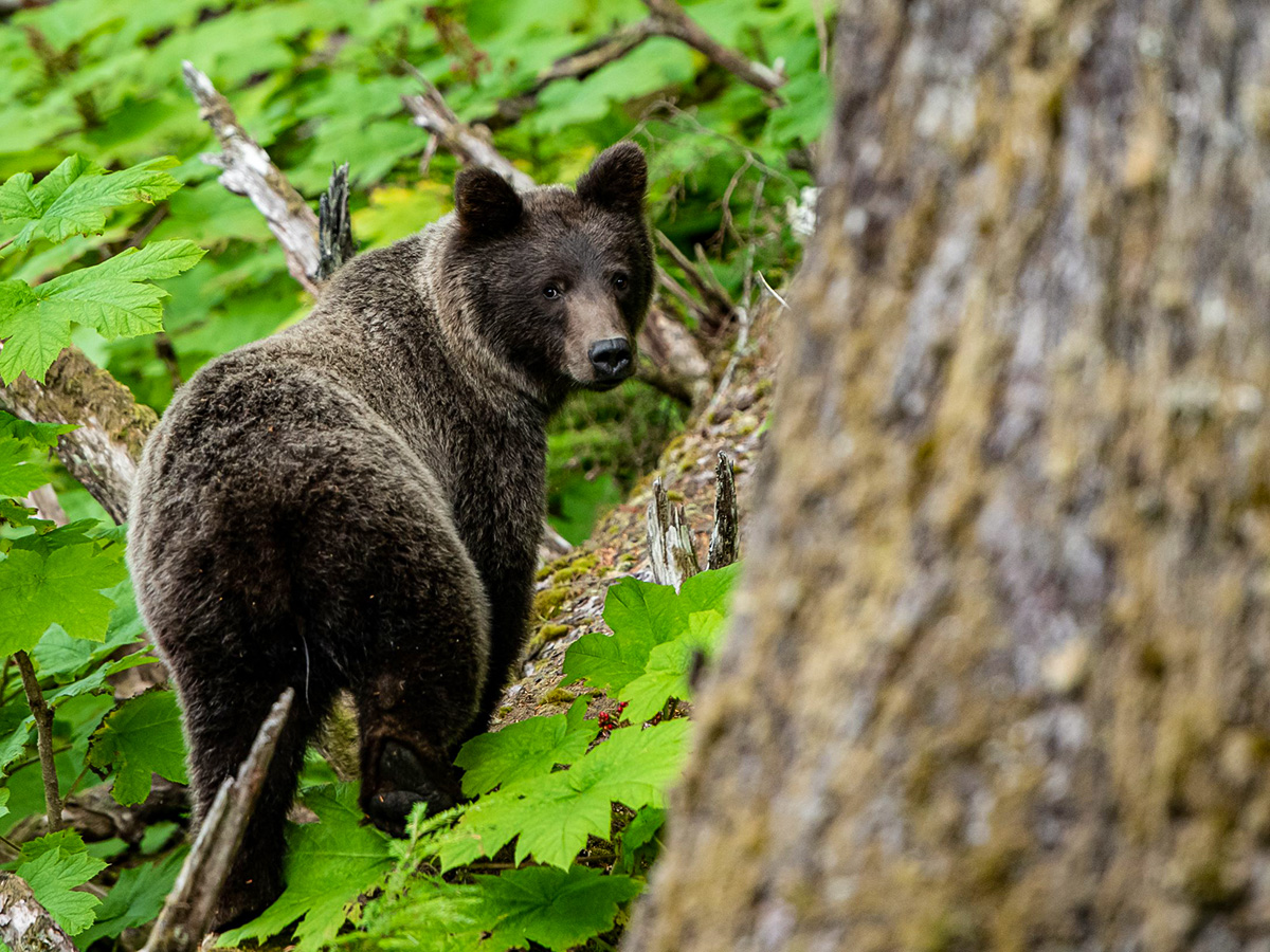 Black bear met on a Gold Rush Tour in Alaska and Yukon