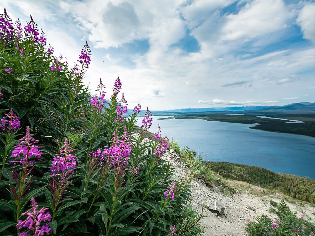 Fireweed in Kluane National Park seen on a Gold Rush Tour