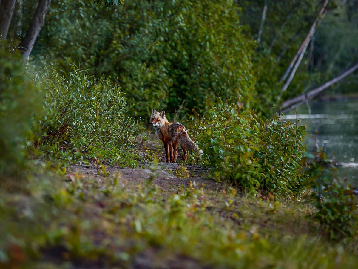 Fox, met near Yukon River banks, on a guided Yukon River Canoeing Tour