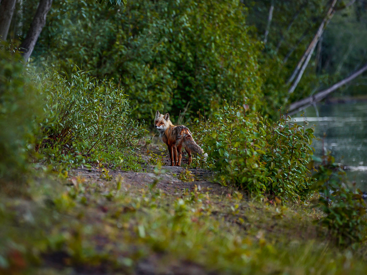 Fox, met near Yukon River banks, on a guided Yukon River Canoeing Tour