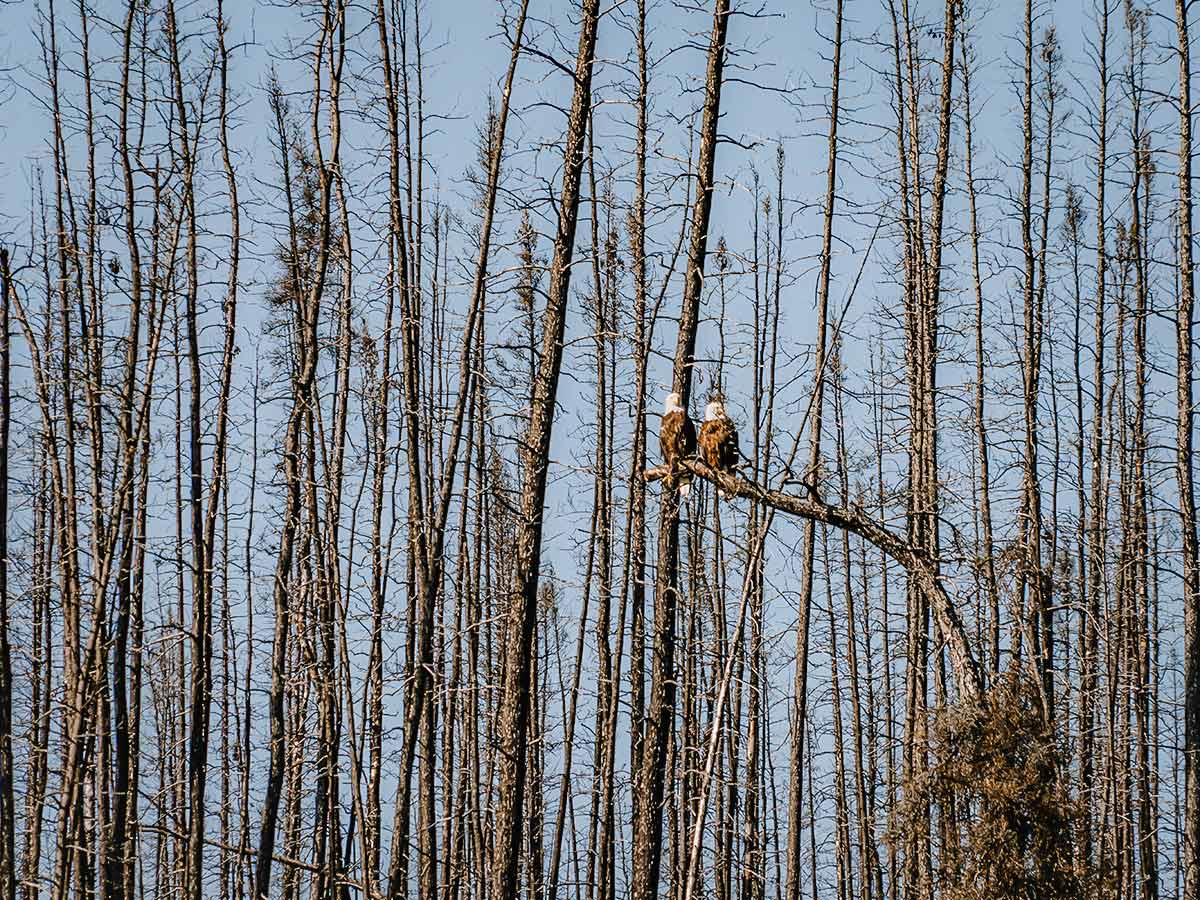 Two bald eagles, seen on Yukon River Canoeing Tour with a guided group