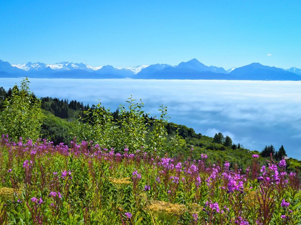 Alaska’s Kenai Peninsula Hiking Tour (Alaska)