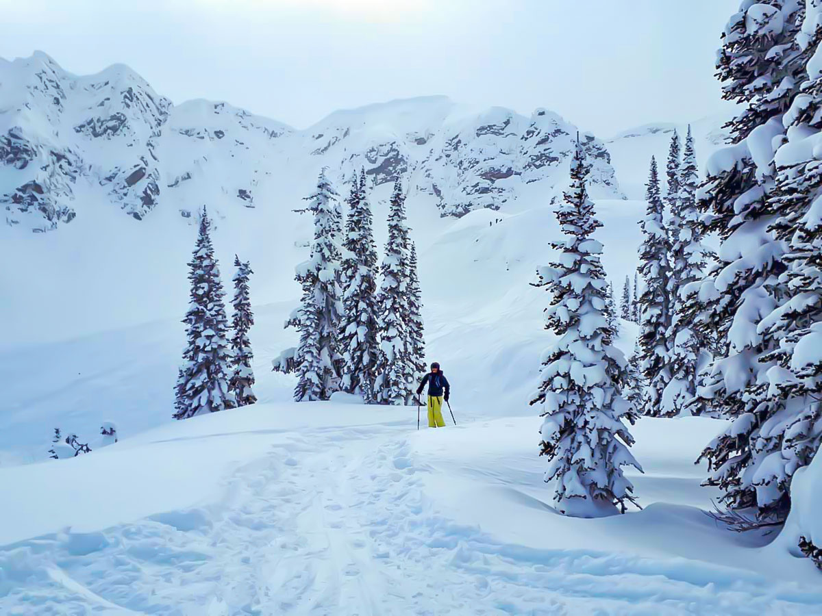 Skiing in powdery snow of BC