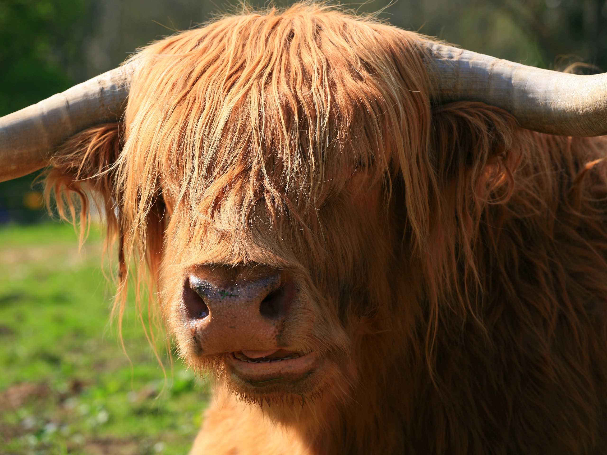 Northern cattle seen while on Great Glen trail