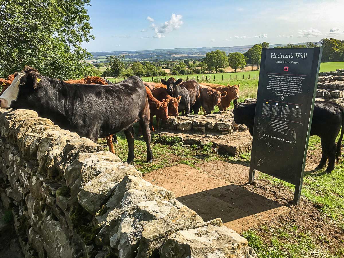 Curious cows met at Black Carts Turret while on Hadrians Wall Path