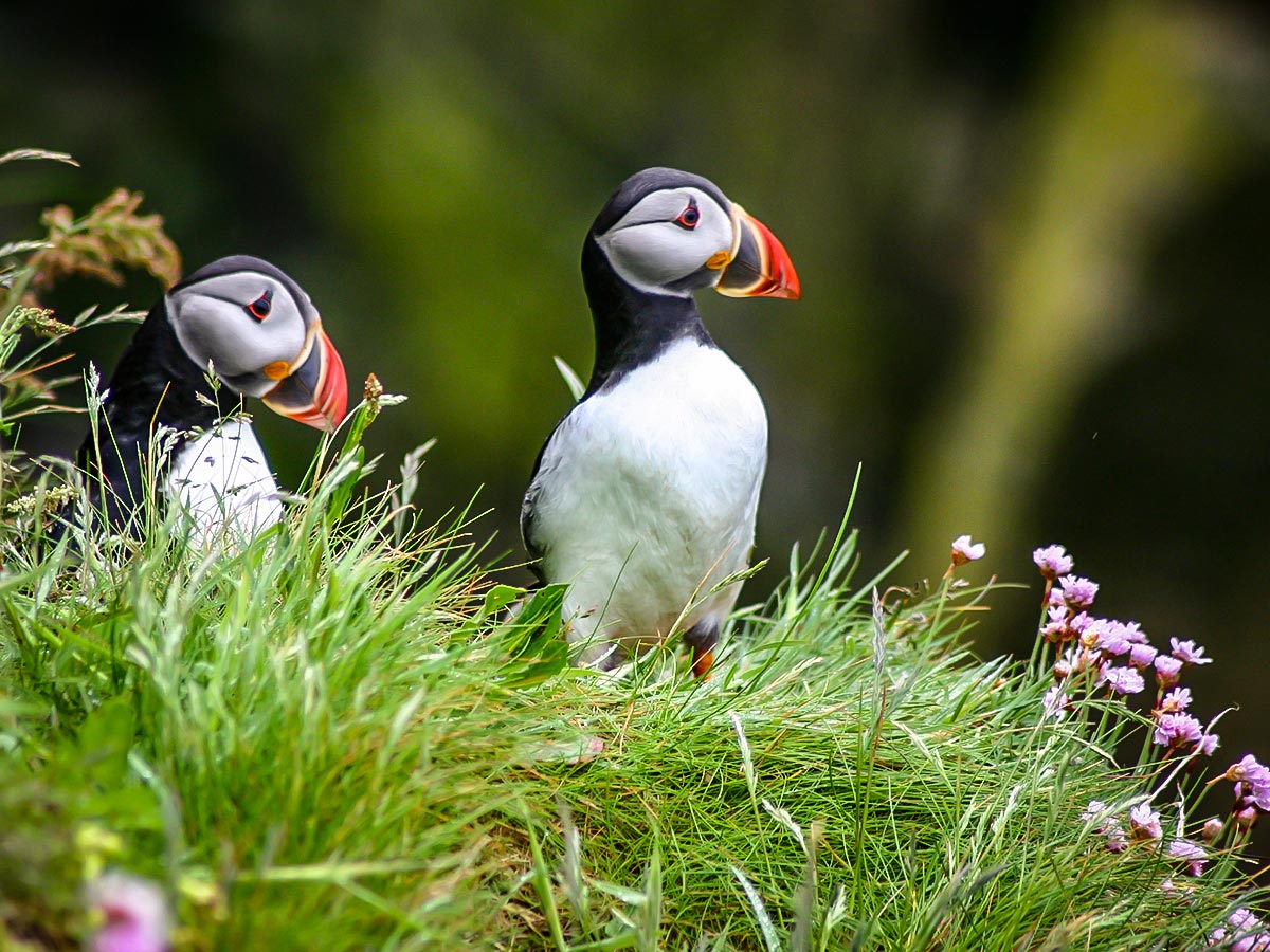 North Highland Way Walk includes the possibility to see puffin colonies along the coast
