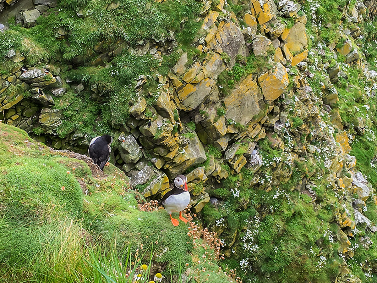 Beautiful puffins met in Scotland along the North Highland way path