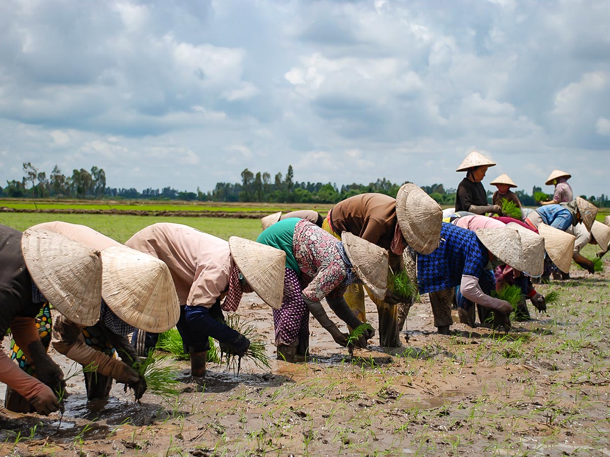 Vietnam Active Adventure Tour leads along the expansive rice fields