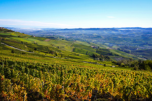 Piedmont Barolo Hills Wine & Bike Tour