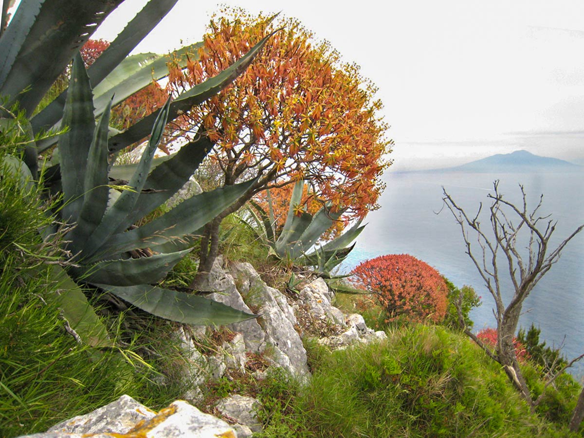 Beautiful plants in Capri Island seen on self guided Amalfi and Capri