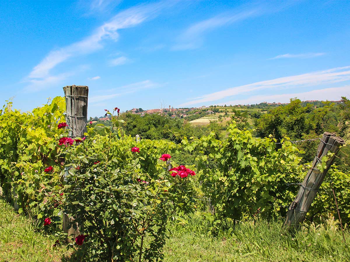 Beautiful Piedmont views around Barolo seen on self guided cycling tour