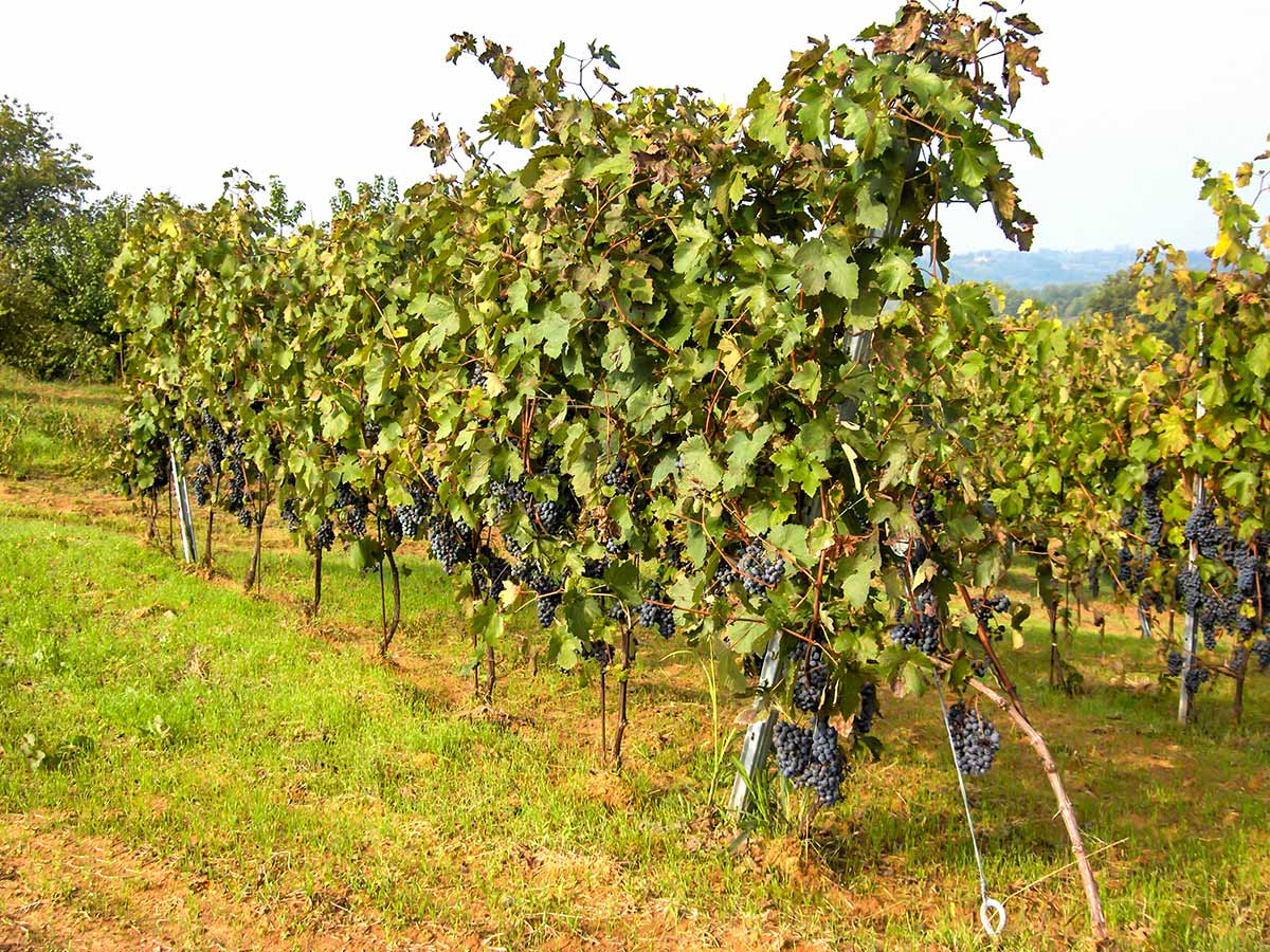 Expansive vineyards along the biking route in Barolo