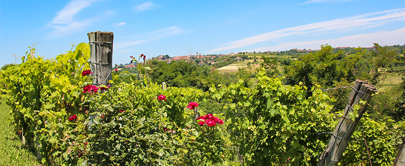 Piedmont Barolo Hills Wine & Bike Tour