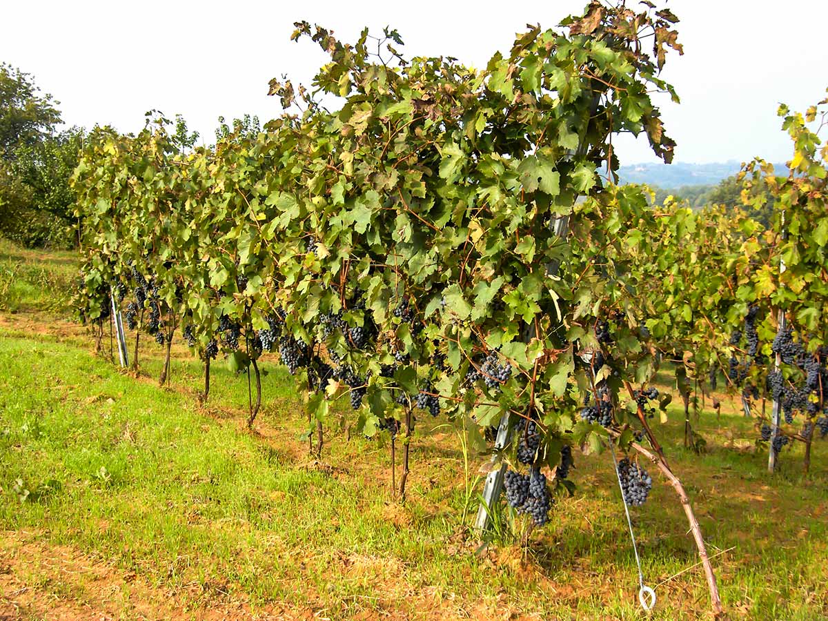 Expansive vineyards in Italy