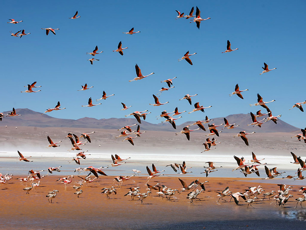 Flamingoes over Laguna Colorada in Bolivia