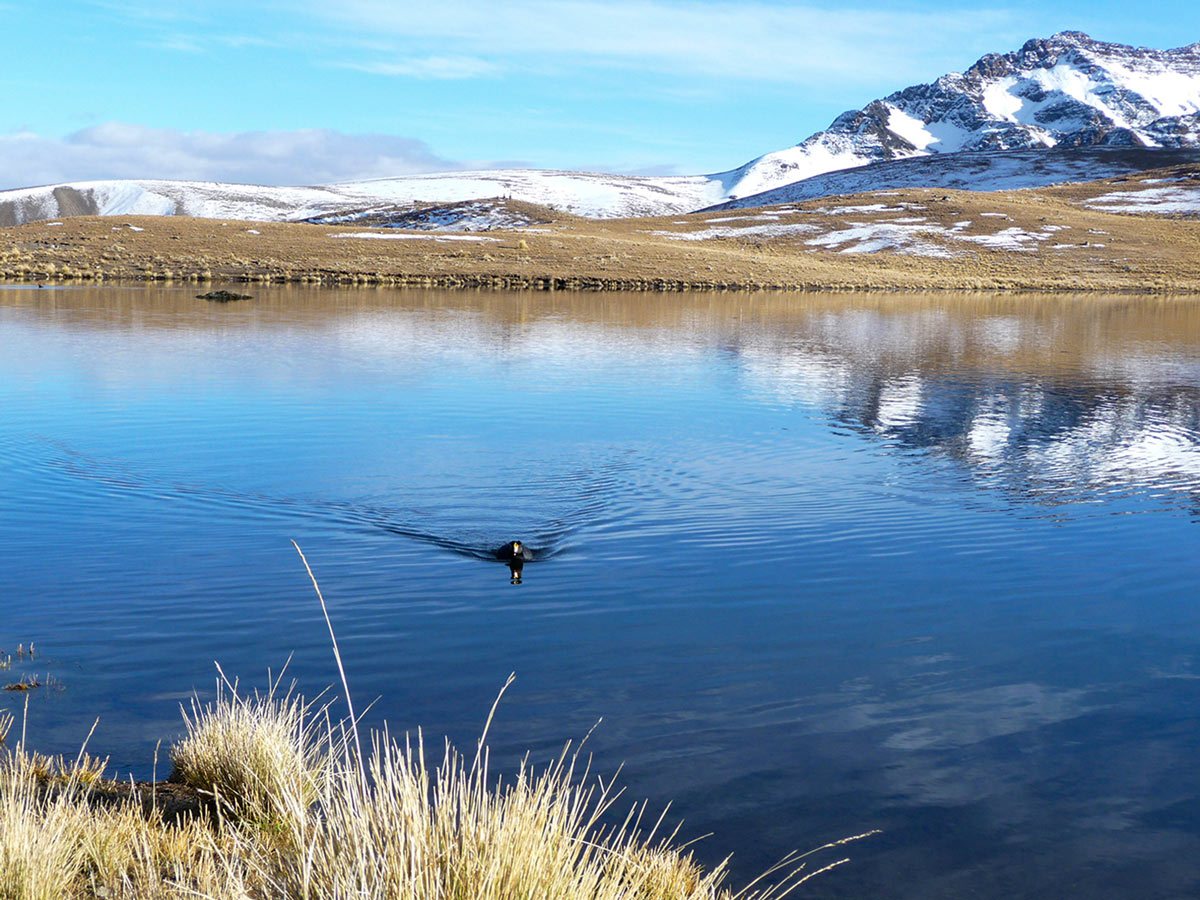Waterfowl in Bolivian mountains along the Condoriri and Tuni trekking route