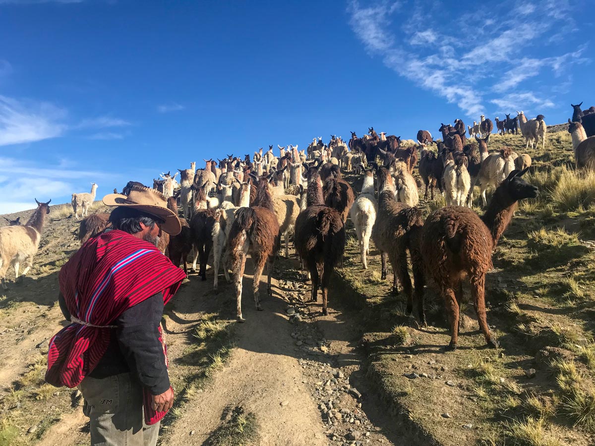 Group of llamas near Tuni Bolivia