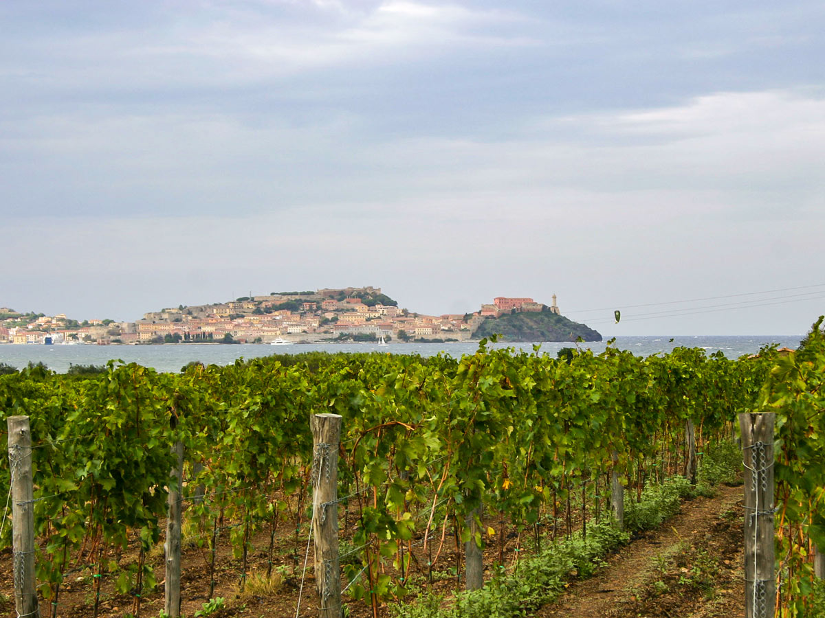 Expansive vineyards in Elba Island