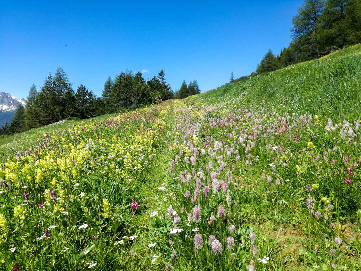 Wildflowers along the self guided Valle dAosta path in Italy