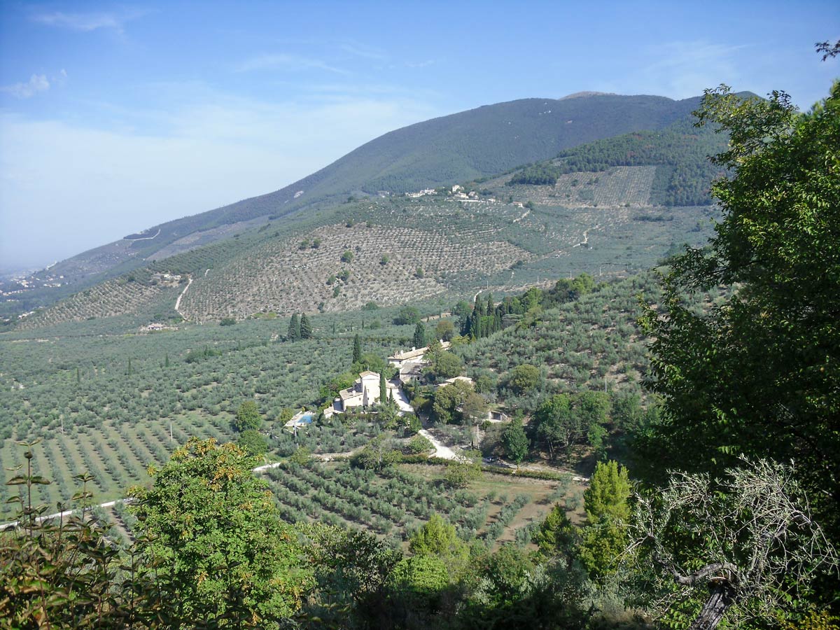 Umbrian vineyards St Francis Way from Assisi to Spoleto Italy