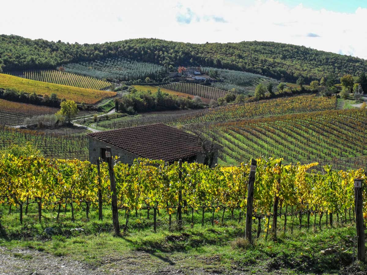 Walking along the vineyards in Cianti on self guided walking tour