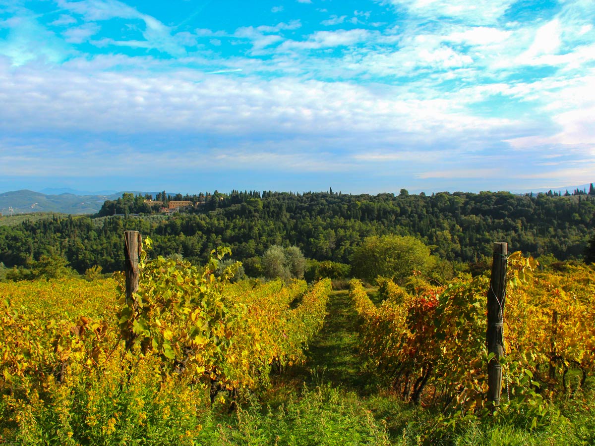 Chianti vineyards in autumn visited on self guided walk