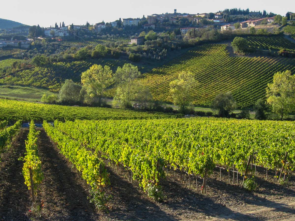 Expansive vineyards in Radda Chianti