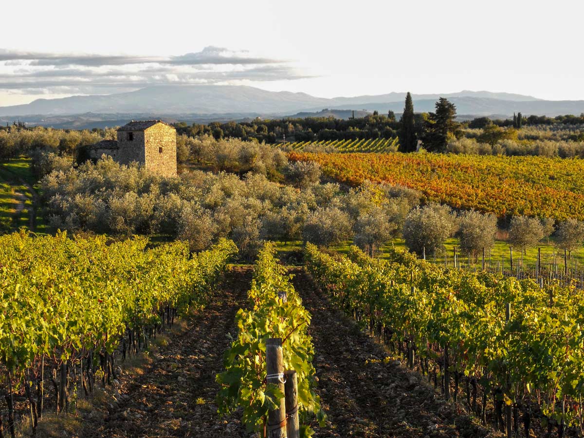 Vineyards in Chianti visited on self guided walk in Tuscany