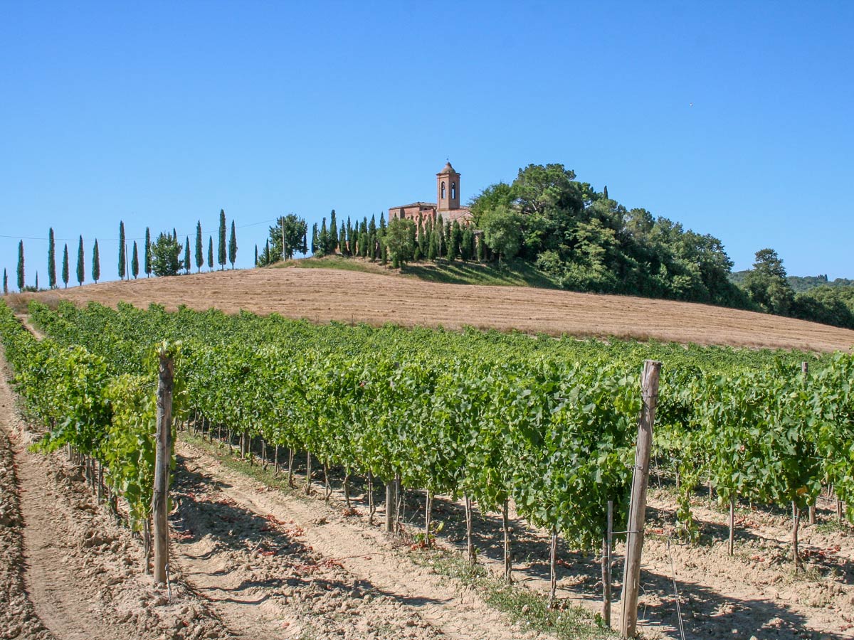 Vineyards in Val dOrcia visited on self guided 5 day biking tour