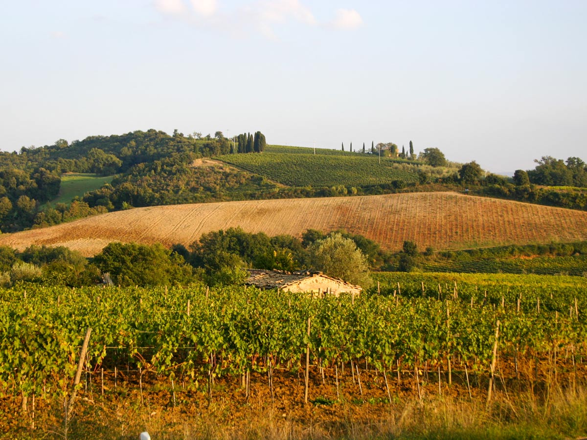 Beautiful vineyards between Montepulciano and Siena