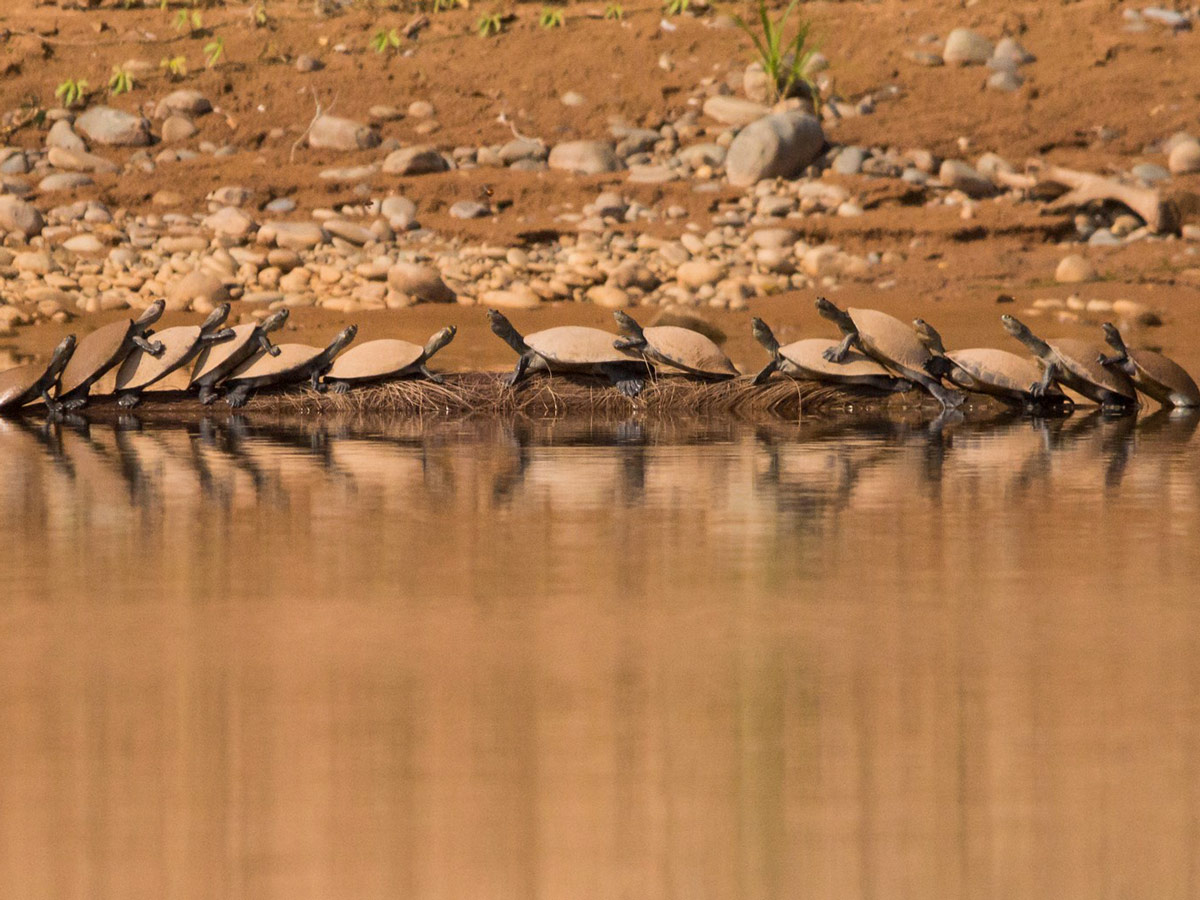 Group of tourtles in Amazonia region seen on guided Amazonia Journey tour in Bolivia