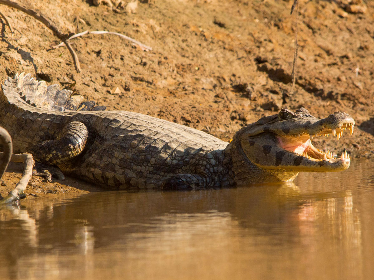 Caiman in Yacuma River seen on guided Amazonia Journey tour in Bolivia