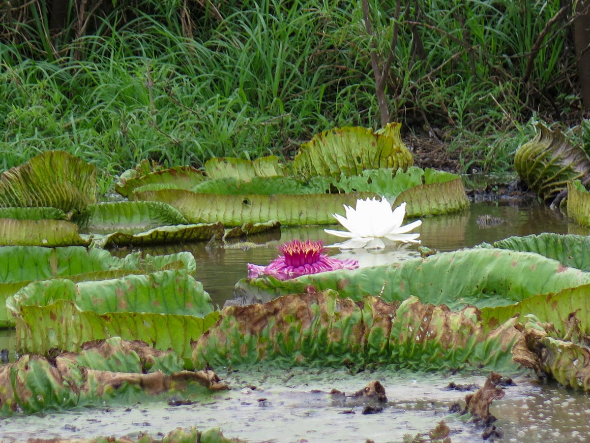 Giant water lillies in Amazonia region in Bolivia