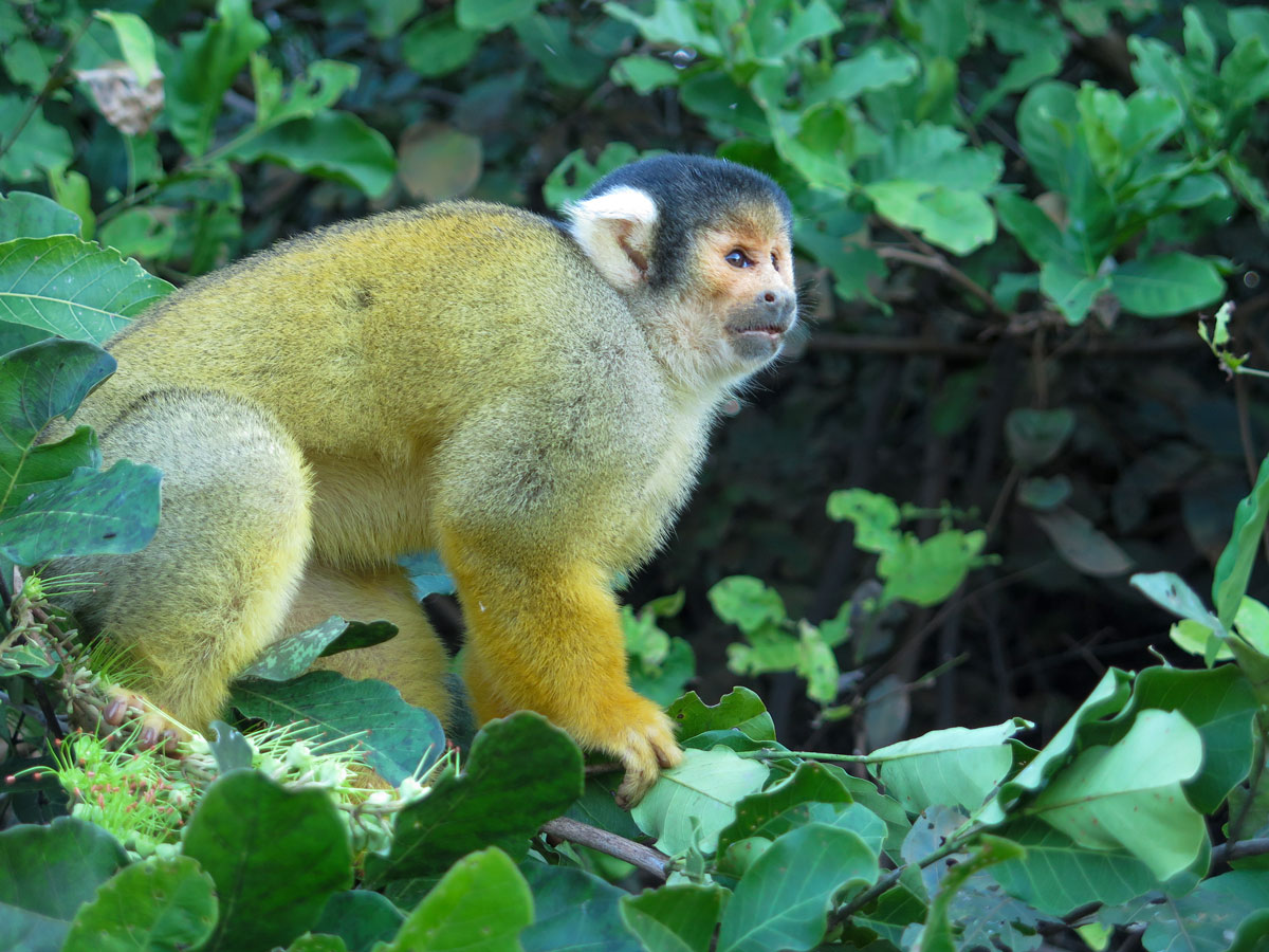 Monkey met along Yacuma river on Amazonia Journey tour in Bolivia