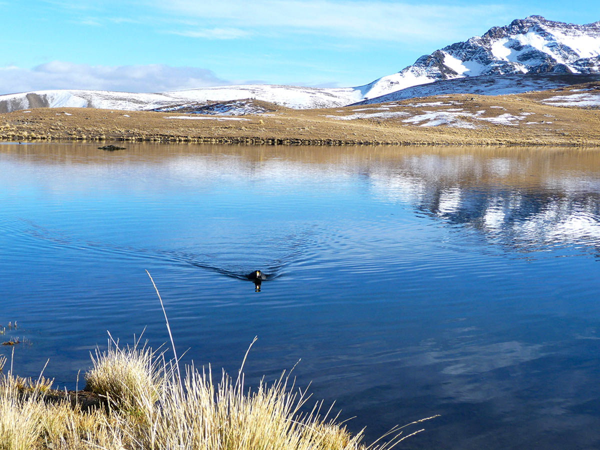 Waterfowl in Cordillera Real mountain ridge in Bolivia