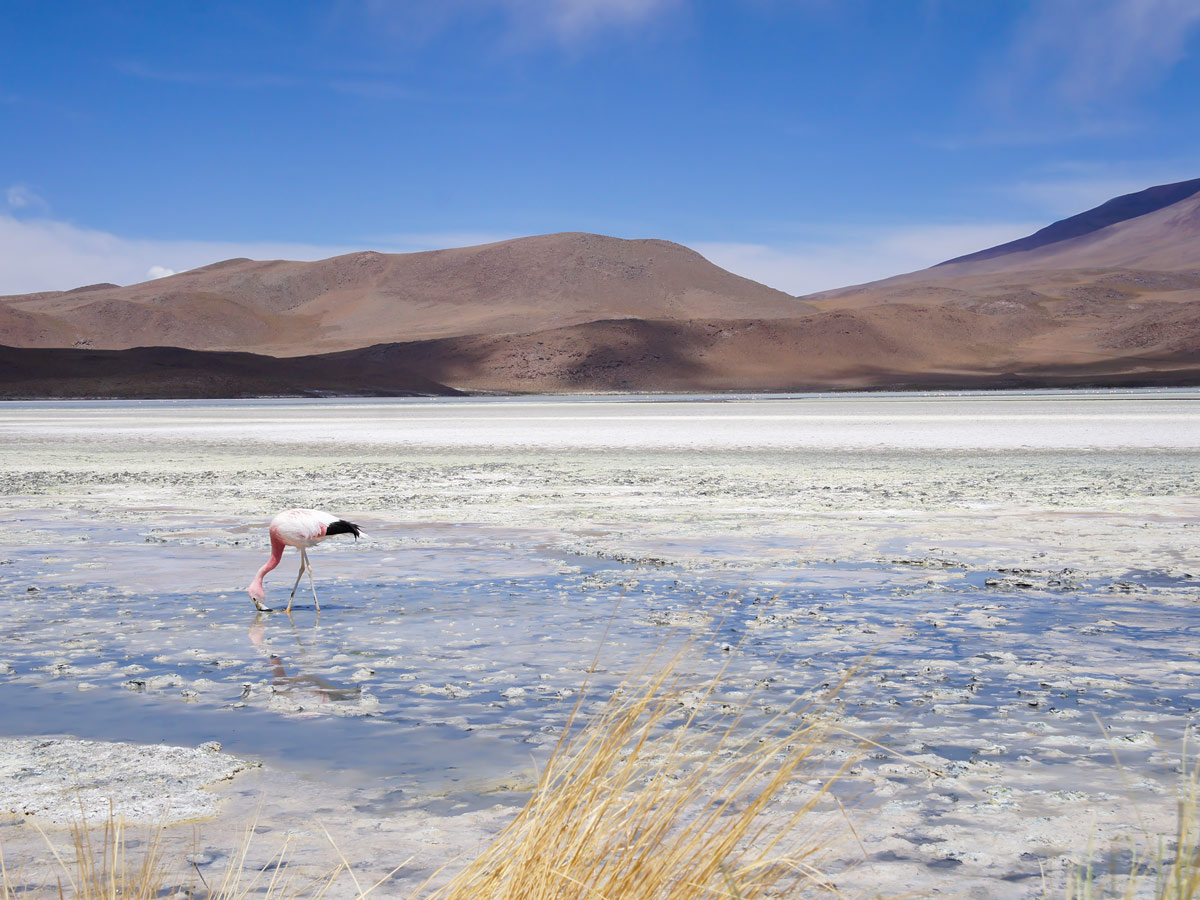 Wild flamingo in natural pools seen on Highlights of Bolivia Tour