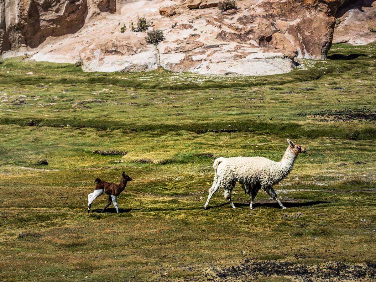 Alpaca Llama Bolivian wildlife seen on Highlights of Bolivia Tour
